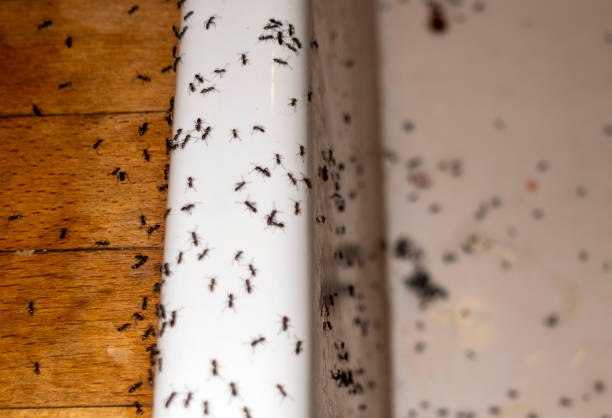 Best Local Pest Control Services  in Williamsburg, KY